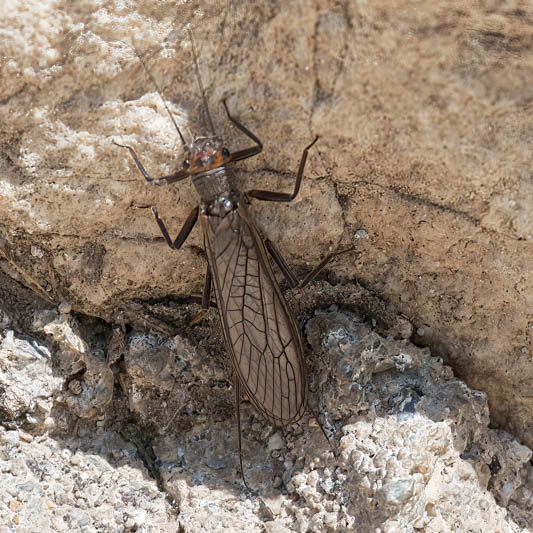 Dinocras cephalotes (a Stonefly).jpg